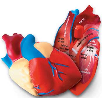 Learning Resources Human Heart Model