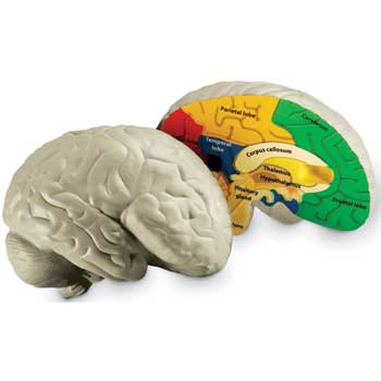 Learning Resources Human Brain Model