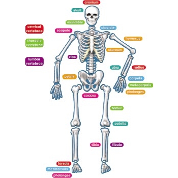 Teacher Created Resources Human Skeleton Set