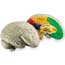 Learning Resources® Human Brain Model Thumbnail 1