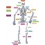 Teacher Created Resources Human Skeleton Set Thumbnail 1